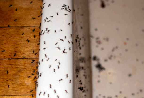 Best Exterminator Services  in Jonesboro, GA