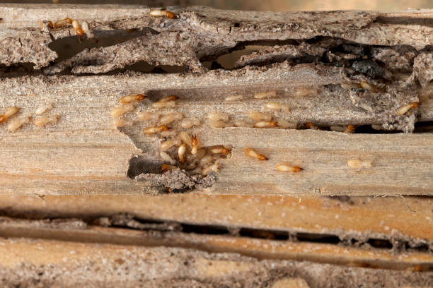 Best Pest Prevention Services  in Jonesboro, GA